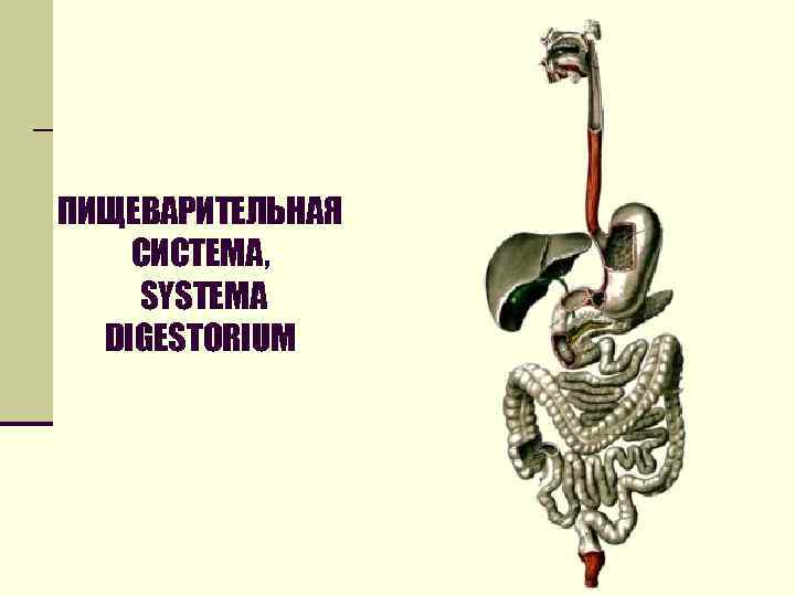 ПИЩЕВАРИТЕЛЬНАЯ СИСТЕМА, SYSTEMA DIGESTORIUM 