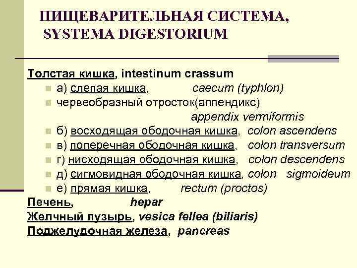 ПИЩЕВАРИТЕЛЬНАЯ СИСТЕМА, SYSTEMA DIGESTORIUM Толстая кишка, intestinum crassum n а) слепая кишка, caecum (typhlon)