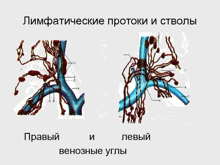 Лимфатические протоки и стволы Правый и левый венозные углы 