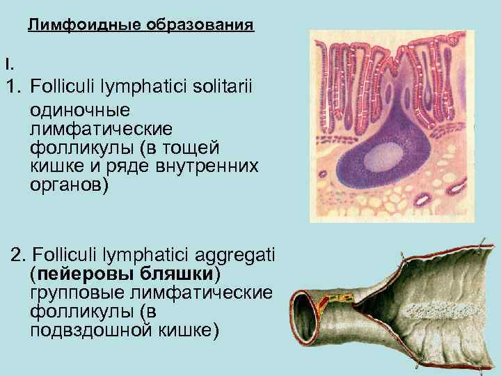 Лимфоидные образования I. 1. Folliculi lymphatici solitarii одиночные лимфатические фолликулы (в тощей кишке и