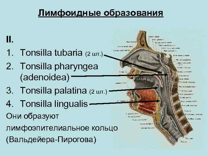 Лимфоидные образования II. 1. Tonsilla tubaria (2 шт. ) 2. Tonsilla pharyngea (adenoidea) 3.