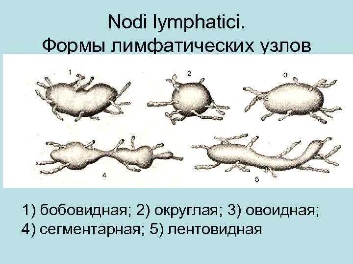 Nodi lymphatici. Формы лимфатических узлов 1) бобовидная; 2) округлая; 3) овоидная; 4) сегментарная; 5)
