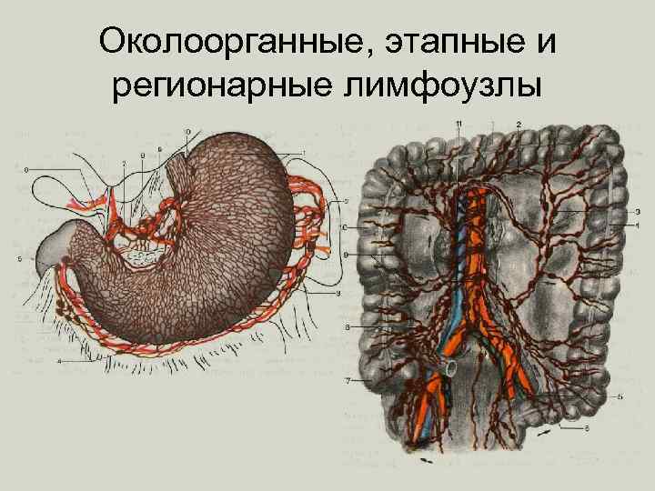 Околоорганные, этапные и регионарные лимфоузлы 