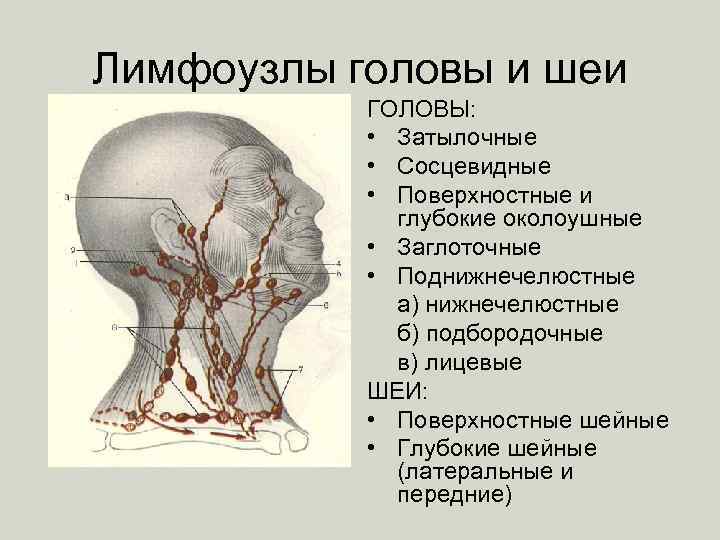 Лимфоузлы. Лимфатическая система головы и шеи схема. Лимфатическая система головы и шеи анатомия. Лимфоузлы на шее сзади схема. Лимфатическая система человека анатомия шеи.