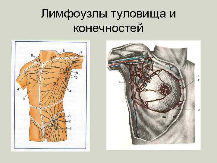 Лимфа спины