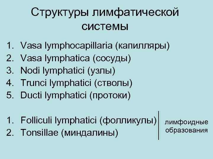 Структуры лимфатической системы 1. 2. 3. 4. 5. Vasa lymphocapillaria (капилляры) Vasa lymphatica (сосуды)
