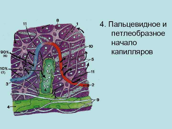 4. Пальцевидное и петлеобразное начало капилляров 