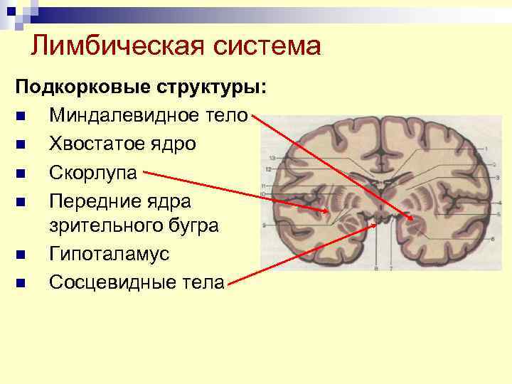 Подкорковые структуры. Анатомия подкорковых структур головного мозга. Подкорковые образования конечного мозга. Подкорковые функции головного мозга. Функция чечевицеобразного ядра головного мозга.