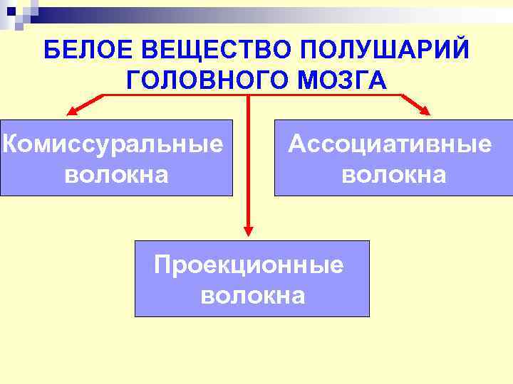 БЕЛОЕ ВЕЩЕСТВО ПОЛУШАРИЙ ГОЛОВНОГО МОЗГА Комиссуральные волокна Ассоциативные волокна Проекционные волокна 