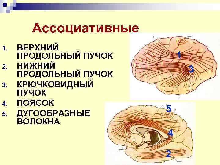 Ассоциативные 1. 2. 3. 4. 5. ВЕРХНИЙ ПРОДОЛЬНЫЙ ПУЧОК НИЖНИЙ ПРОДОЛЬНЫЙ ПУЧОК КРЮЧКОВИДНЫЙ ПУЧОК