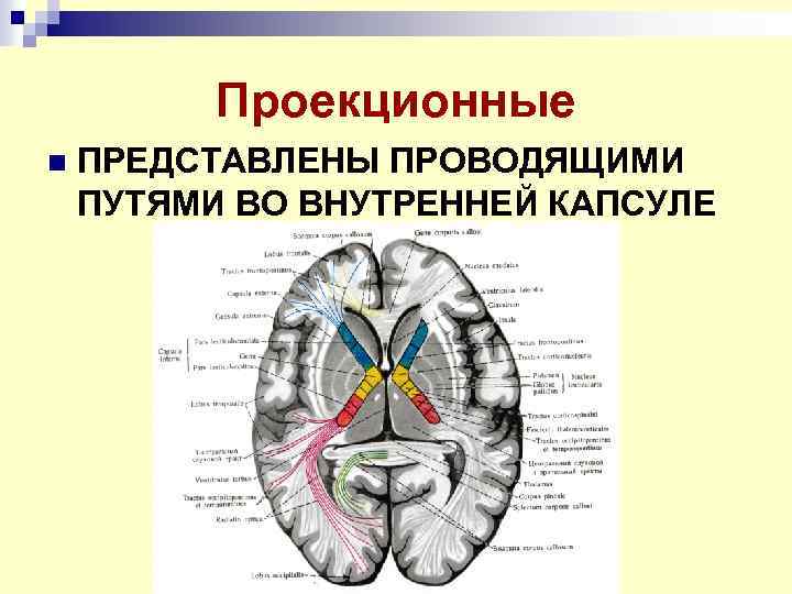 Через внутреннюю. Строение внутренней капсулы головного мозга схема. Внутренняя капсула пути волокон схема. Схема проводящих путей внутренней капсулы. Проекционные проводящие пути внутренней капсулы.