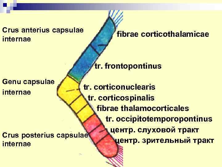 Crus anterius capsulae internae fibrae corticothalamicae tr. frontopontinus Genu capsulae internae tr. corticonuclearis tr.