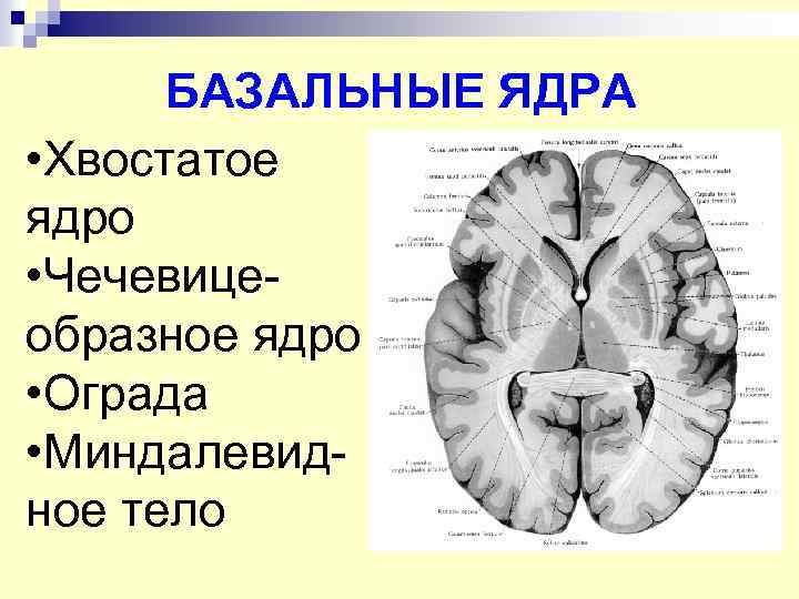 Схема расположения внутренней капсулы и базальных ядер