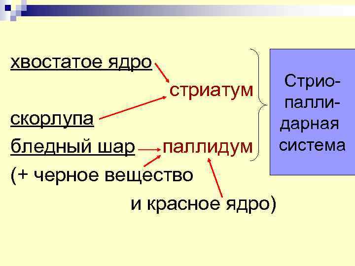 хвостатое ядро стриатум скорлупа бледный шар паллидум (+ черное вещество и красное ядро) Стриопаллидарная