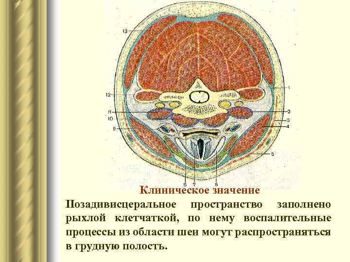 Клиническое значение Позадивисцеральное пространство заполнено рыхлой клетчаткой, по нему воспалительные процессы из области шеи