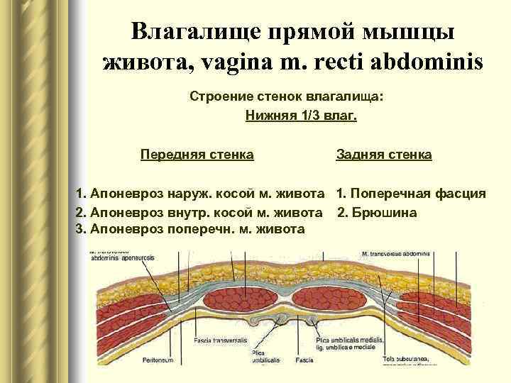 Влагалище прямой мышцы живота, vagina m. recti abdominis Строение стенок влагалища: Нижняя 1/3 влаг.