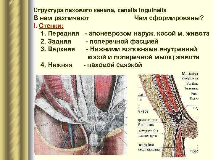 Структура пахового канала, canalis inguinalis В нем различают Чем сформированы? I. Стенки: 1. Передняя