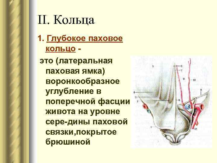 II. Кольца 1. Глубокое паховое кольцо это (латеральная паховая ямка) воронкообразное углубление в поперечной