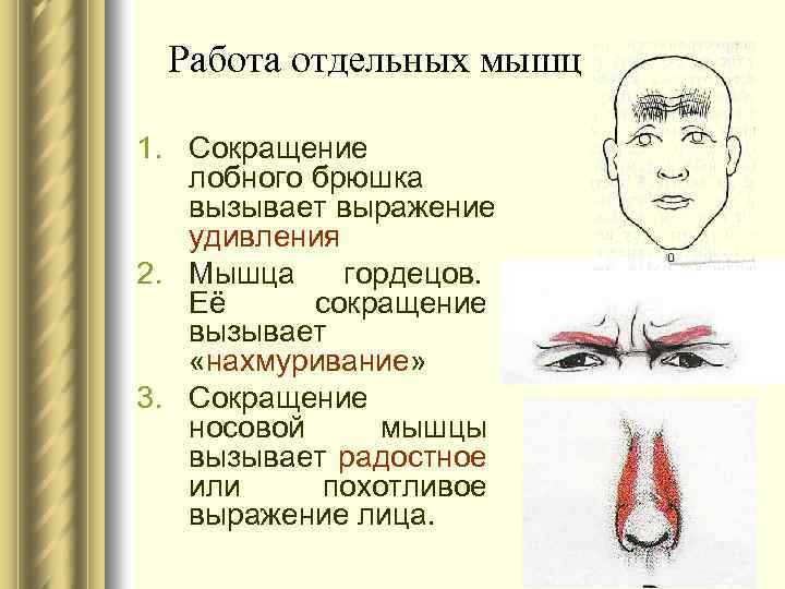 Работа отдельных мышц 1. Сокращение лобного брюшка вызывает выражение удивления 2. Мышца гордецов. Её