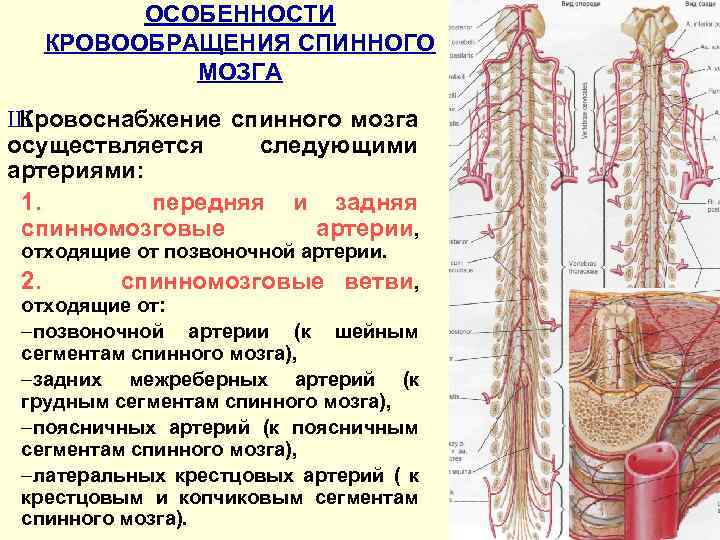 ОСОБЕННОСТИ КРОВООБРАЩЕНИЯ СПИННОГО МОЗГА Ш Кровоснабжение спинного мозга осуществляется следующими артериями: 1. передняя и