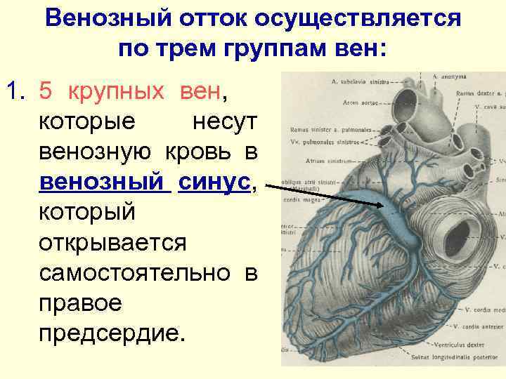 Венозный отток осуществляется по трем группам вен: 1. 5 крупных вен, которые несут венозную