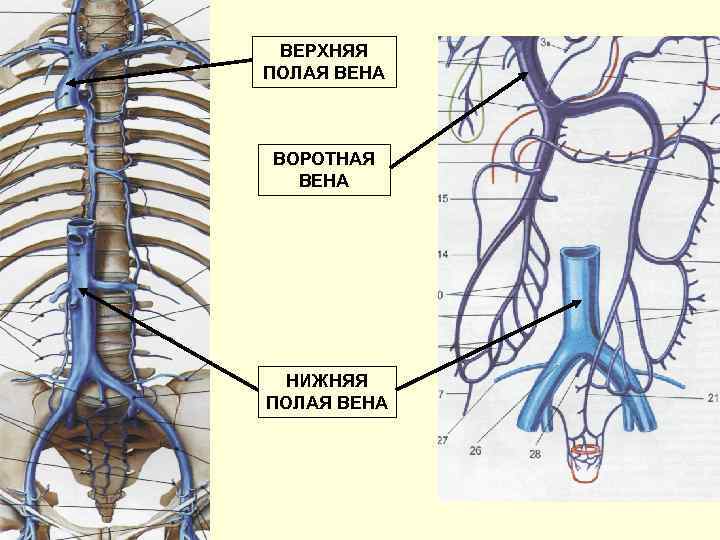 ВЕРХНЯЯ ПОЛАЯ ВЕНА ВОРОТНАЯ ВЕНА НИЖНЯЯ ПОЛАЯ ВЕНА 