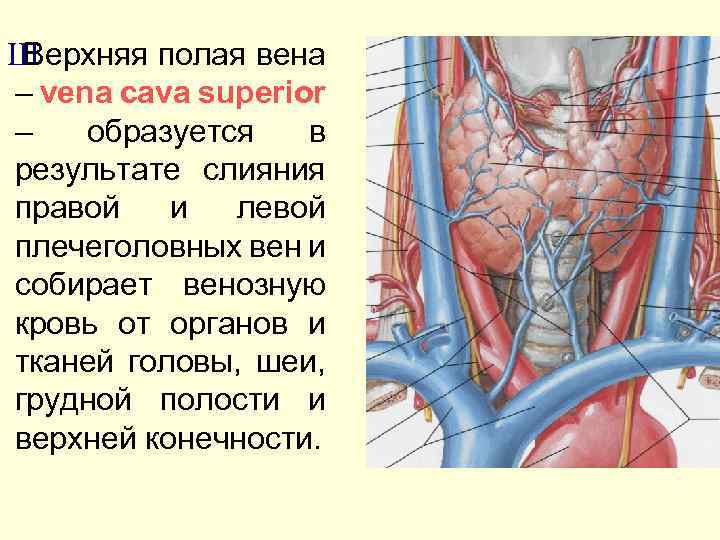 Нижняя полая вена образуется. Левая плечеголовная Вена топография. Верхняя полая Вена образована слиянием. Плечеголовные вены анатомия. Верхняя полая Вена пути венозного оттока.