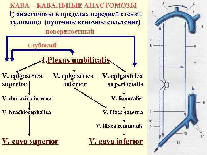 Кавакавальные анастомозы анатомия схема