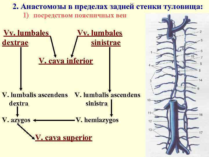 2. Анастомозы в пределах задней стенки туловища: 1) посредством поясничных вен Vv. lumbales dextrae