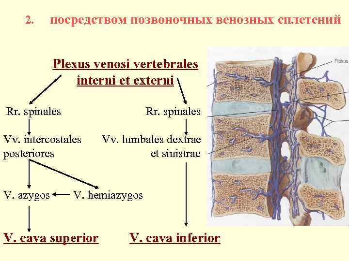 2. посредством позвоночных венозных сплетений Plexus venosi vertebrales interni et externi Rr. spinales Vv.