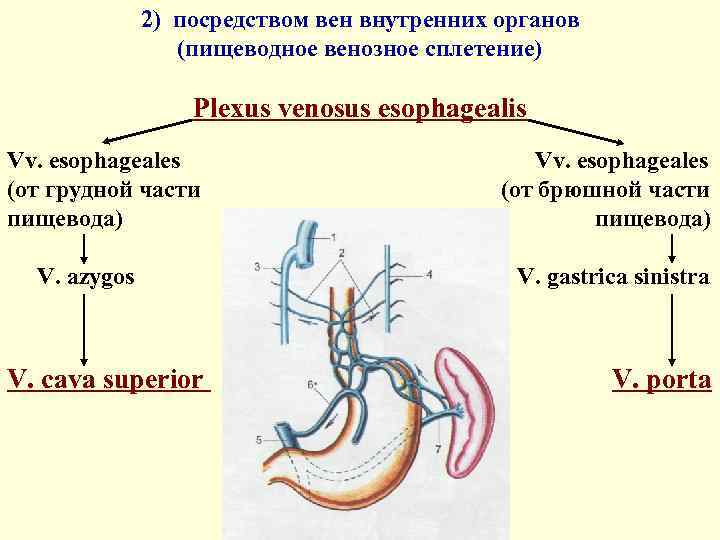 2) посредством вен внутренних органов (пищеводное венозное сплетение) Plexus venosus esophagealis Vv. esophageales (от