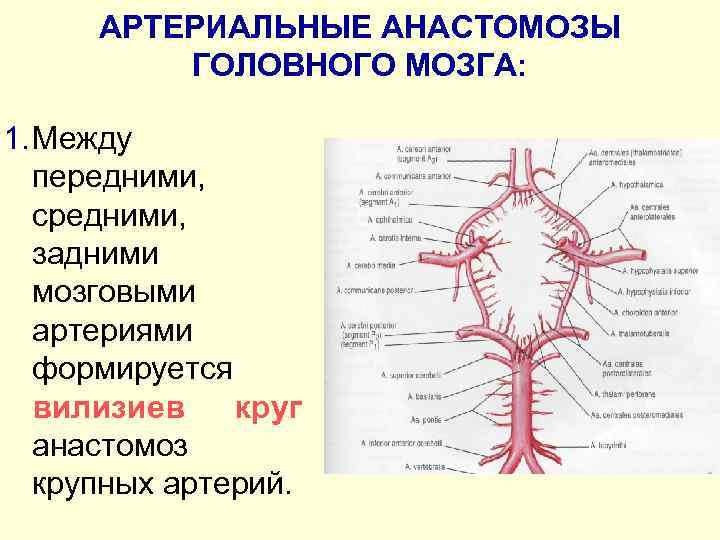 АРТЕРИАЛЬНЫЕ АНАСТОМОЗЫ ГОЛОВНОГО МОЗГА: 1. Между передними, средними, задними мозговыми артериями формируется вилизиев круг