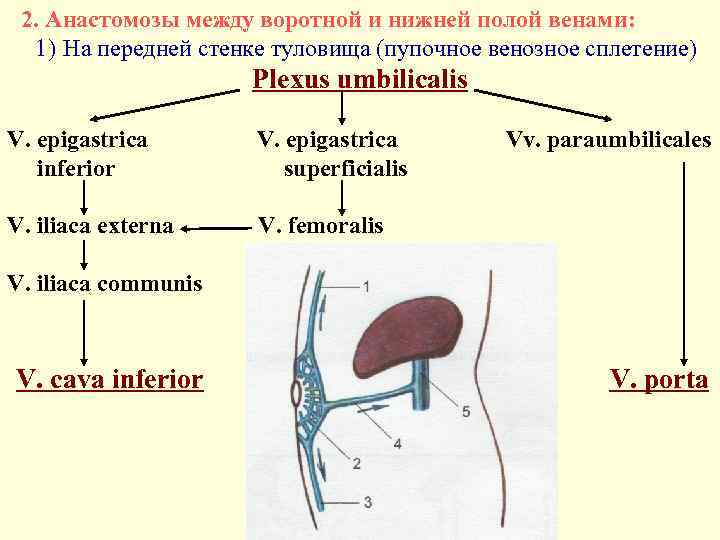 2. Анастомозы между воротной и нижней полой венами: 1) На передней стенке туловища (пупочное
