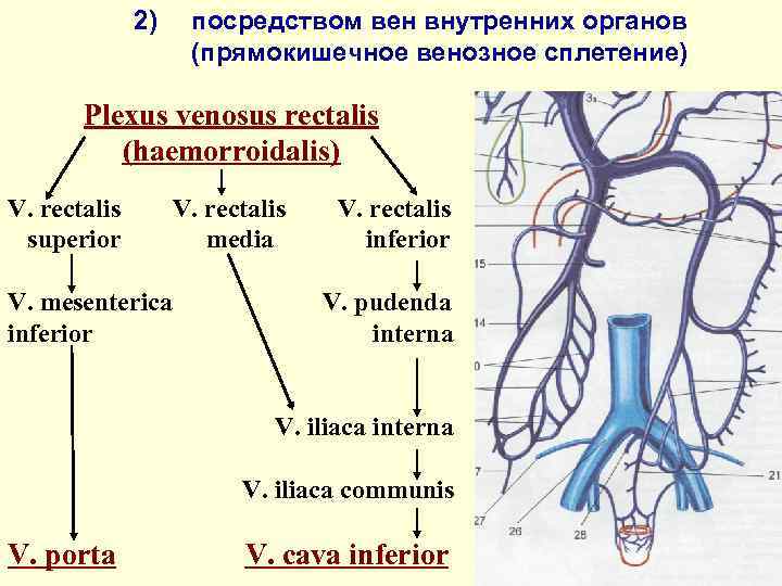 2) посредством вен внутренних органов (прямокишечное венозное сплетение) Plexus venosus rectalis (haemorroidalis) V. rectalis