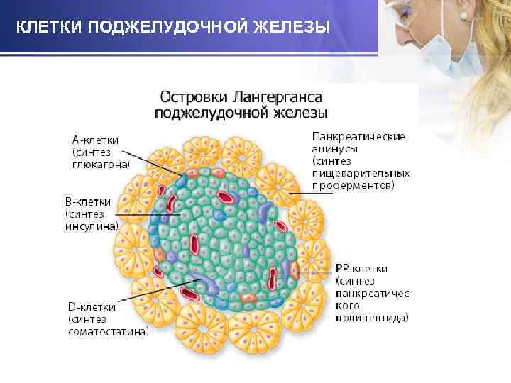 КЛЕТКИ ПОДЖЕЛУДОЧНОЙ ЖЕЛЕЗЫ 