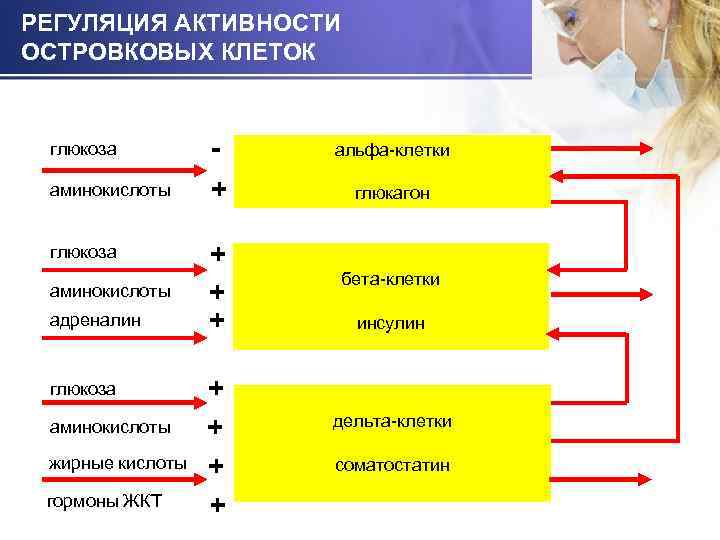 РЕГУЛЯЦИЯ АКТИВНОСТИ ОСТРОВКОВЫХ КЛЕТОК глюкоза - альфа-клетки аминокислоты + глюкагон глюкоза + + +