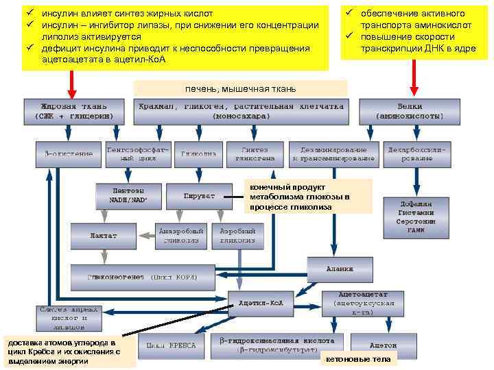 ü инсулин влияет синтез жирных кислот ü инсулин – ингибитор липазы, при снижении его