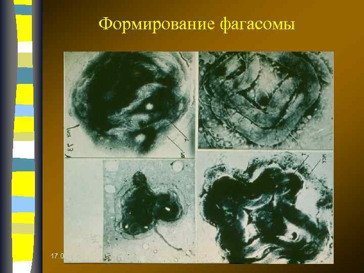 Формирование фагасомы 17. 02. 2018 