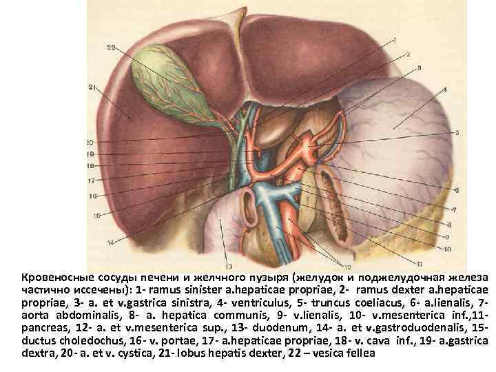 Кровеносные сосуды печени и желчного пузыря (желудок и поджелудочная железа частично иссечены): 1 -
