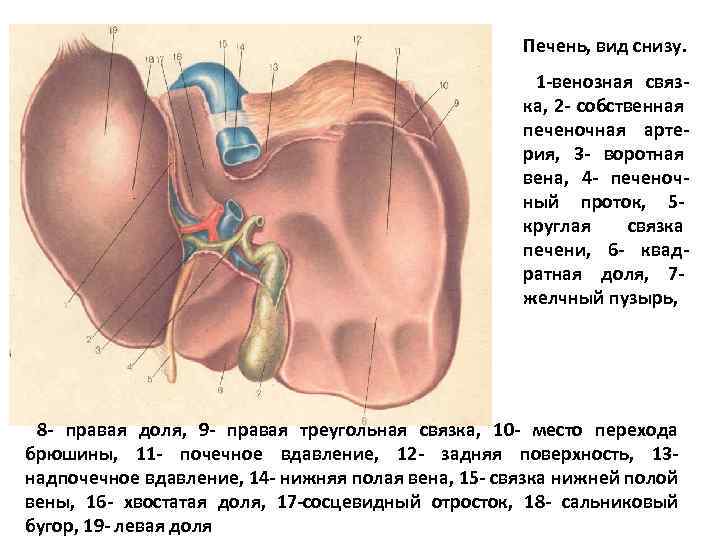 Печень, вид снизу. 1 -венозная связка, 2 - собственная печеночная артерия, 3 - воротная