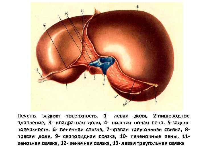 Печень, задняя поверхность. 1 - левая доля, 2 -пищеводное вдавление, 3 - квадратная доля,