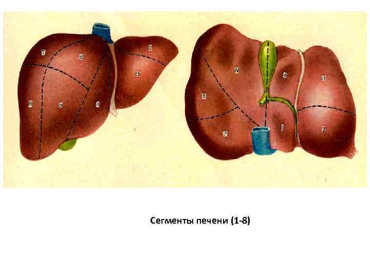 Сегменты печени (1 -8) 