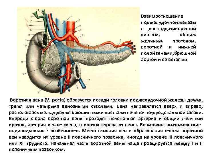 Схема кровоснабжения поджелудочной железы