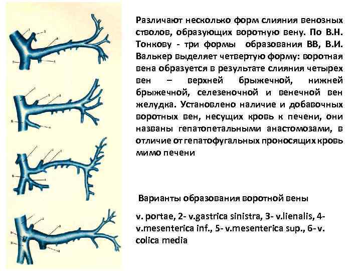 . Различают несколько форм слияния венозных стволов, образующих воротную вену. По В. Н. Тонкову