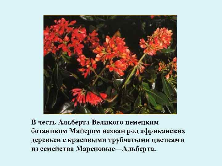 В честь Альберта Великого немецким ботаником Майером назван род африканских деревьев с красивыми трубчатыми