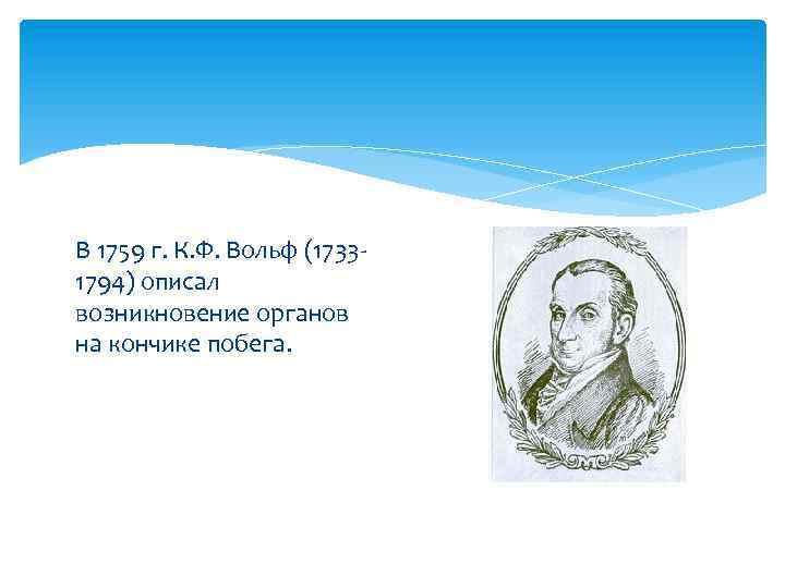 В 1759 г. К. Ф. Вольф (17331794) описал возникновение органов на кончике побега. 