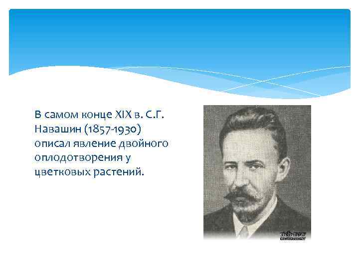 В самом конце XIX в. С. Г. Навашин (1857 -1930) описал явление двойного оплодотворения