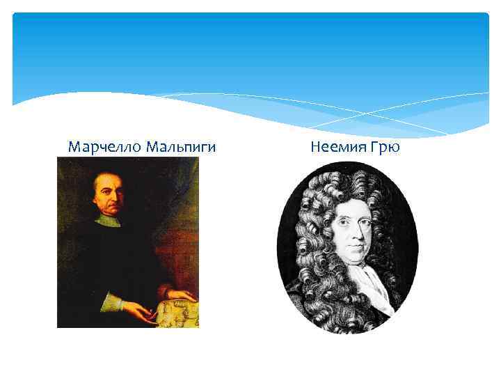 Марчелло Мальпиги Неемия Грю 