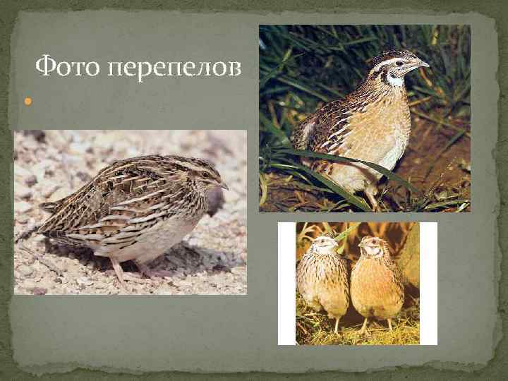 Фото перепелов 