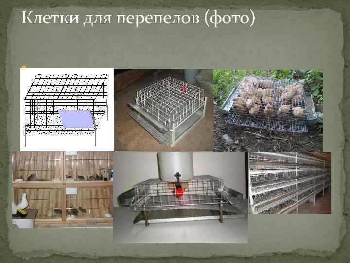 Клетки для перепелов (фото) 
